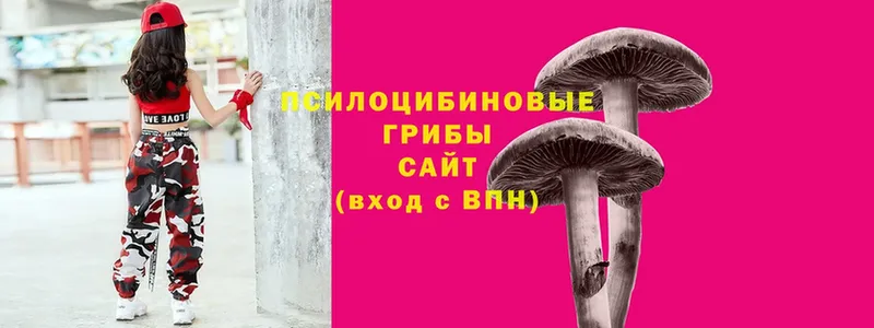 Псилоцибиновые грибы Cubensis  Октябрьский 